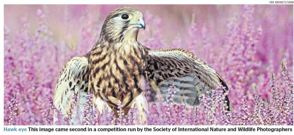 The Times - SINWP 2018 Bird Photographer of the Year