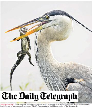 Daily Telegraph Bird Photographer of the Year